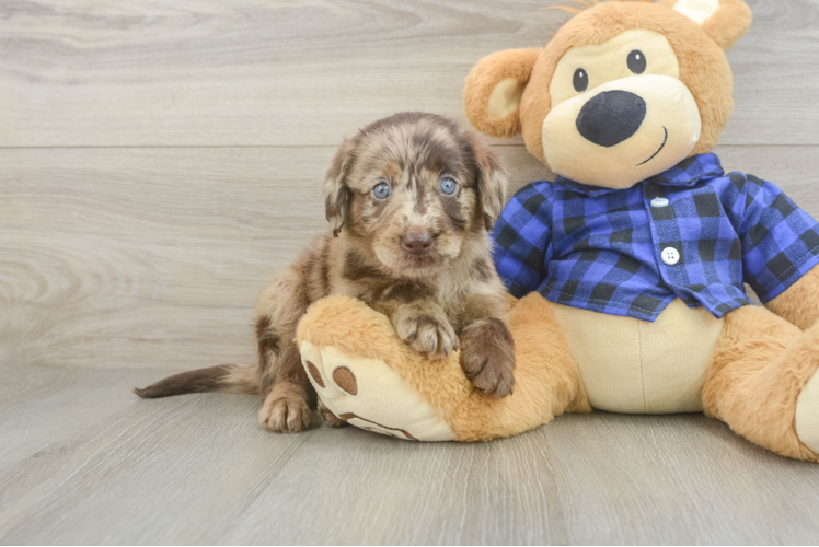 Adorable Labrapoo Poodle Mix Puppy