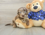 5 week old Mini Labradoodle Puppy For Sale - Premier Pups