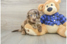 Adorable Labrapoo Poodle Mix Puppy