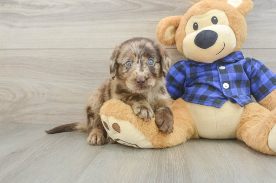 Adorable Labrapoo Poodle Mix Puppy