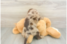 Hypoallergenic Labrapoo Poodle Mix Puppy
