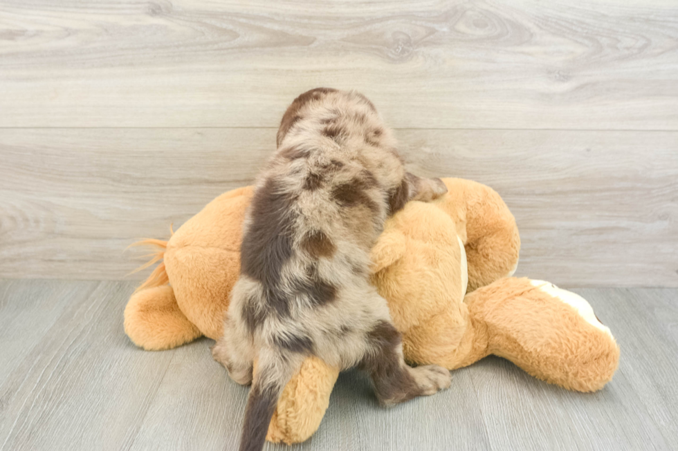 Hypoallergenic Labrapoo Poodle Mix Puppy