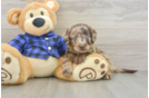 Mini Labradoodle Pup Being Cute