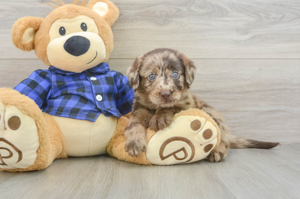 Mini Labradoodle Pup Being Cute