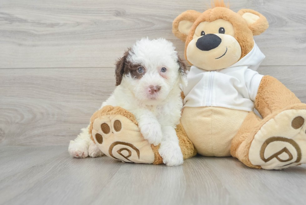 Popular Mini Labradoodle Poodle Mix Pup