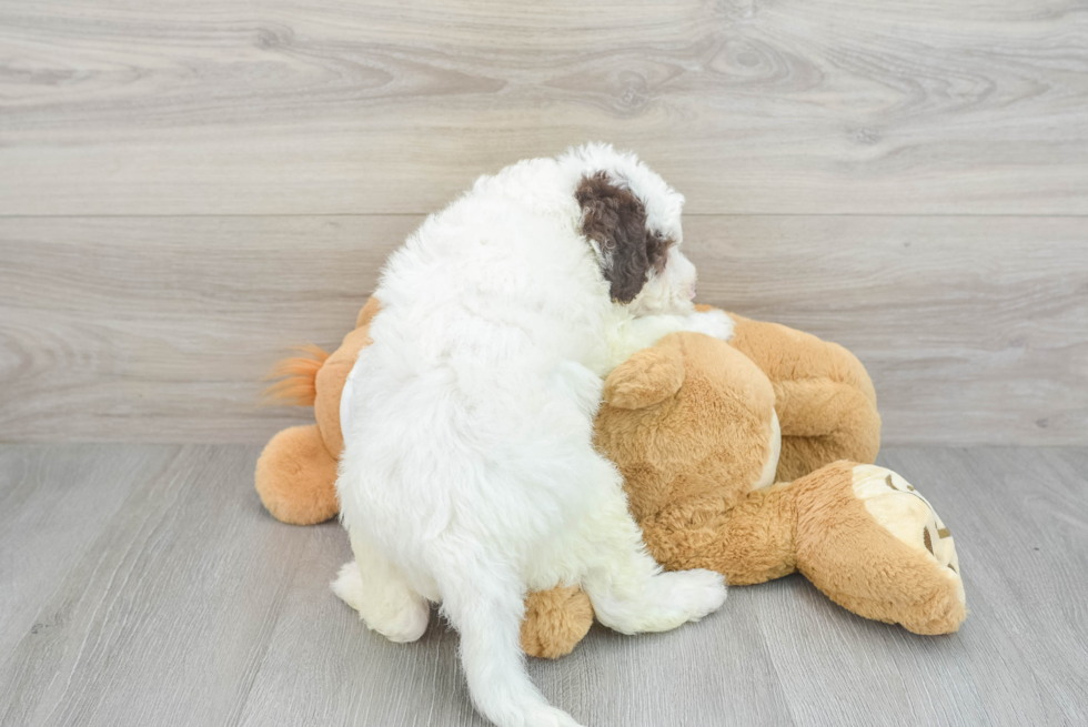 Funny Mini Labradoodle Poodle Mix Pup