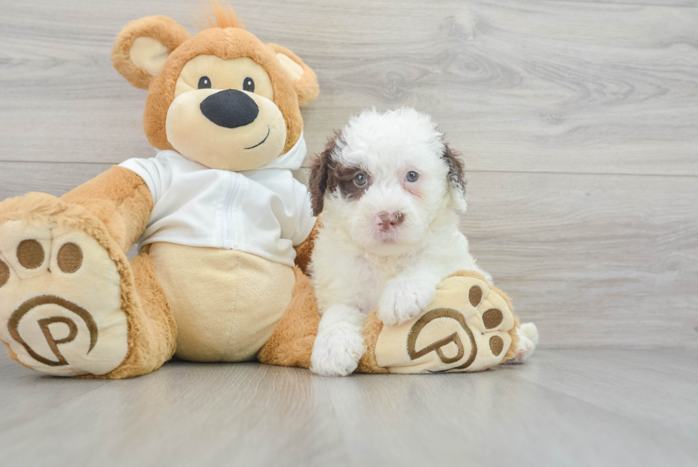 Mini Labradoodle Puppy for Adoption