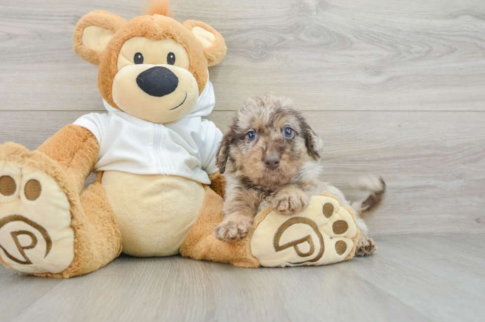 6 week old Mini Labradoodle Puppy For Sale - Premier Pups