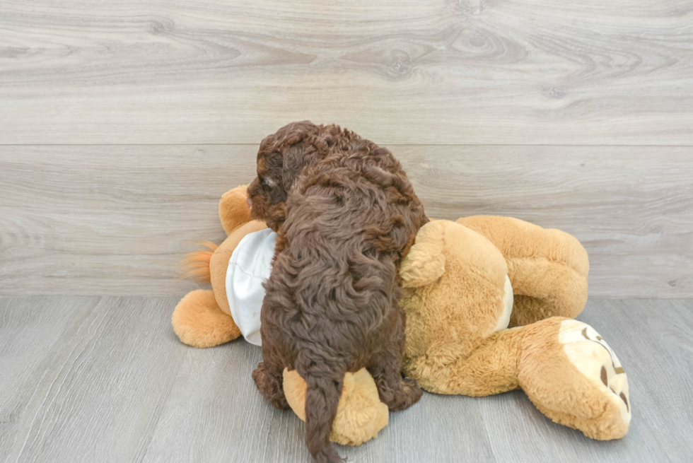 Mini Labradoodle Pup Being Cute