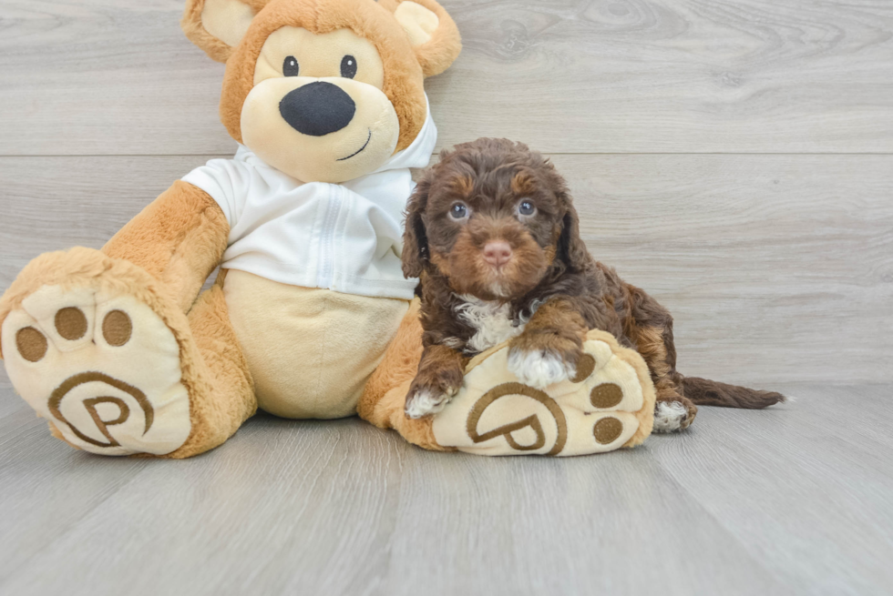 Petite Mini Labradoodle Poodle Mix Pup