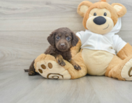 7 week old Mini Labradoodle Puppy For Sale - Premier Pups