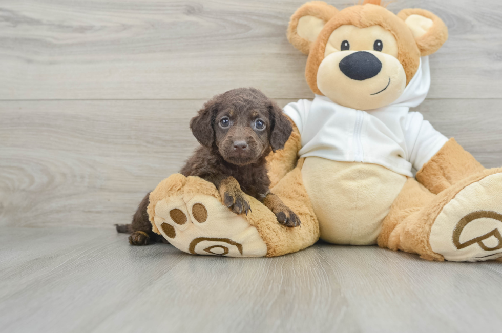 6 week old Mini Labradoodle Puppy For Sale - Premier Pups