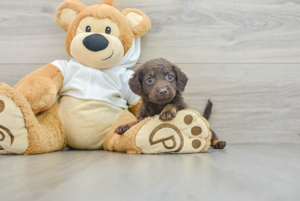 Best Mini Labradoodle Baby