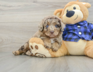 7 week old Mini Labradoodle Puppy For Sale - Premier Pups