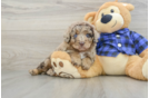 Energetic Labrapoo Poodle Mix Puppy