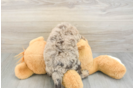 Mini Labradoodle Puppy for Adoption