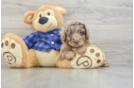 Best Mini Labradoodle Baby