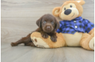 Petite Mini Labradoodle Poodle Mix Pup