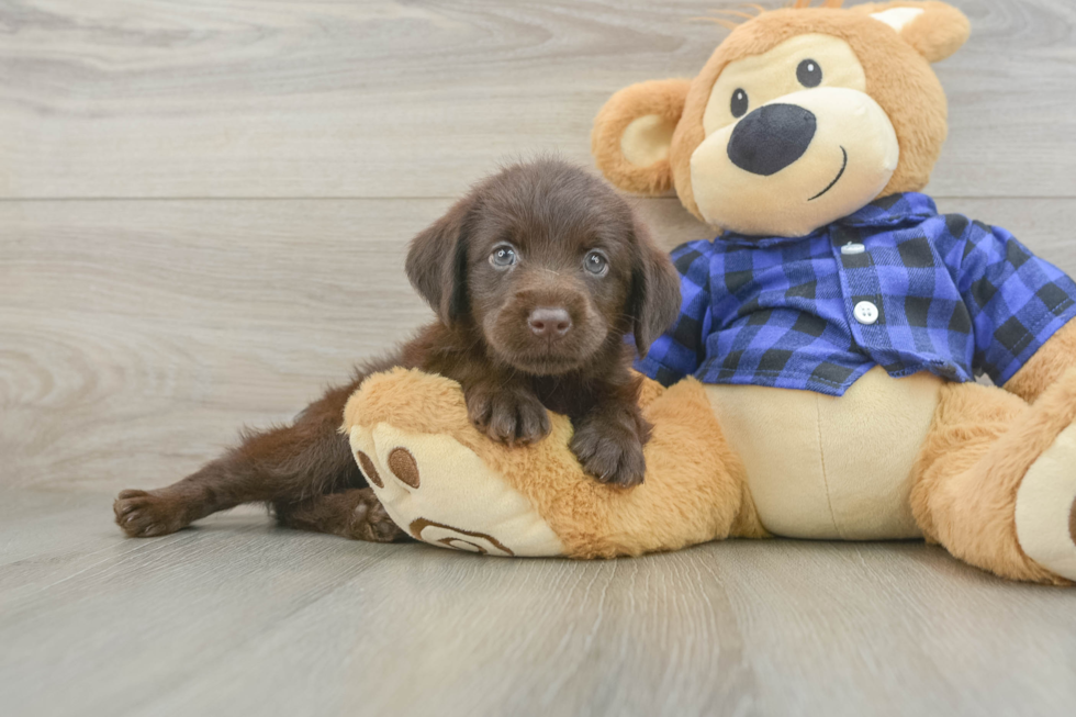 Petite Mini Labradoodle Poodle Mix Pup