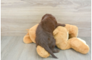 Mini Labradoodle Pup Being Cute
