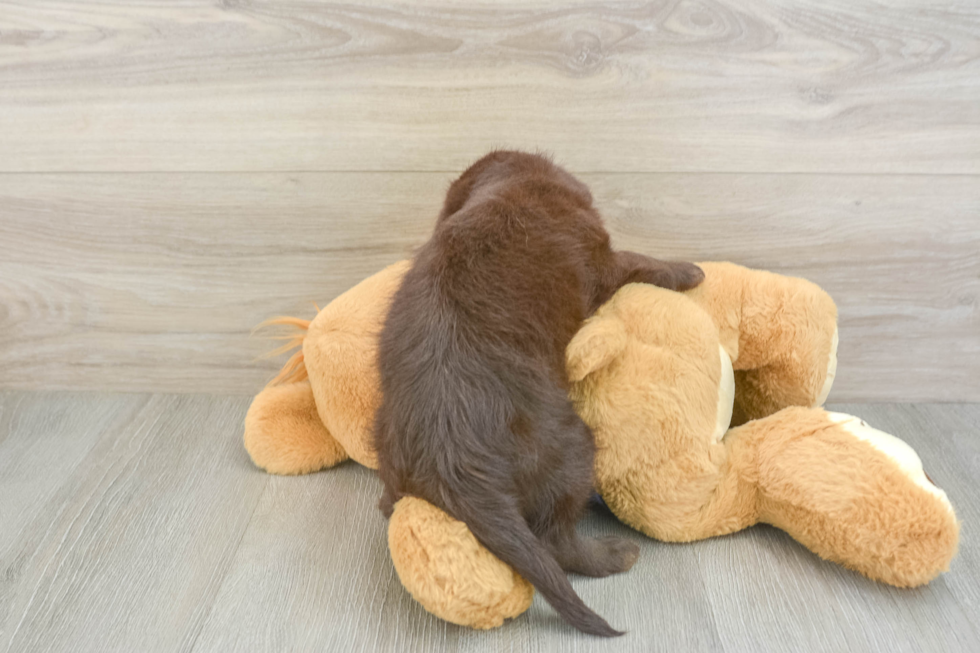 Mini Labradoodle Pup Being Cute