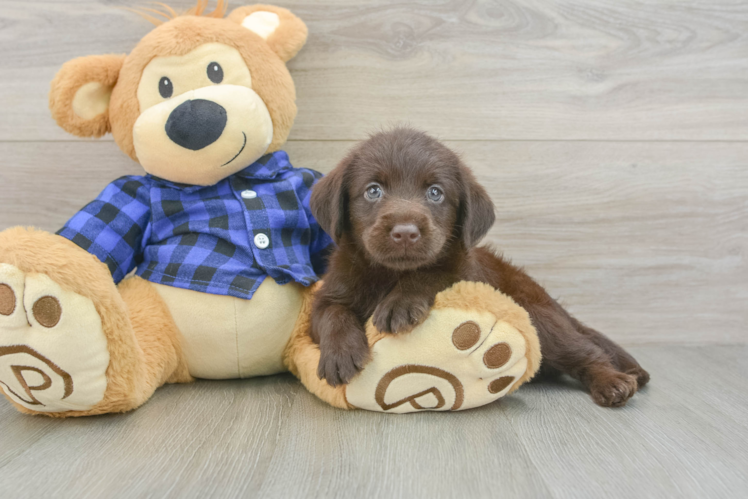 Small Mini Labradoodle Baby