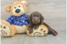 Small Mini Labradoodle Baby