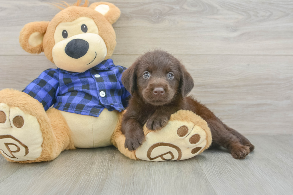 Small Mini Labradoodle Baby