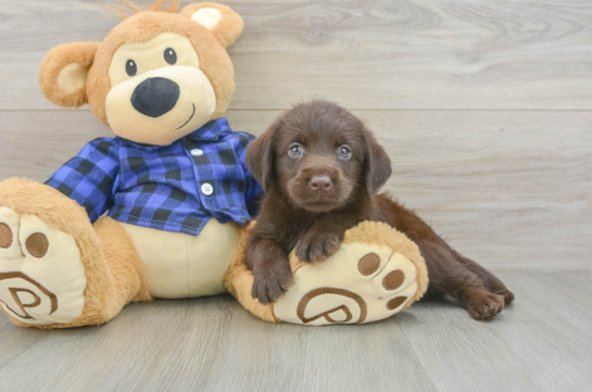 Small Mini Labradoodle Baby