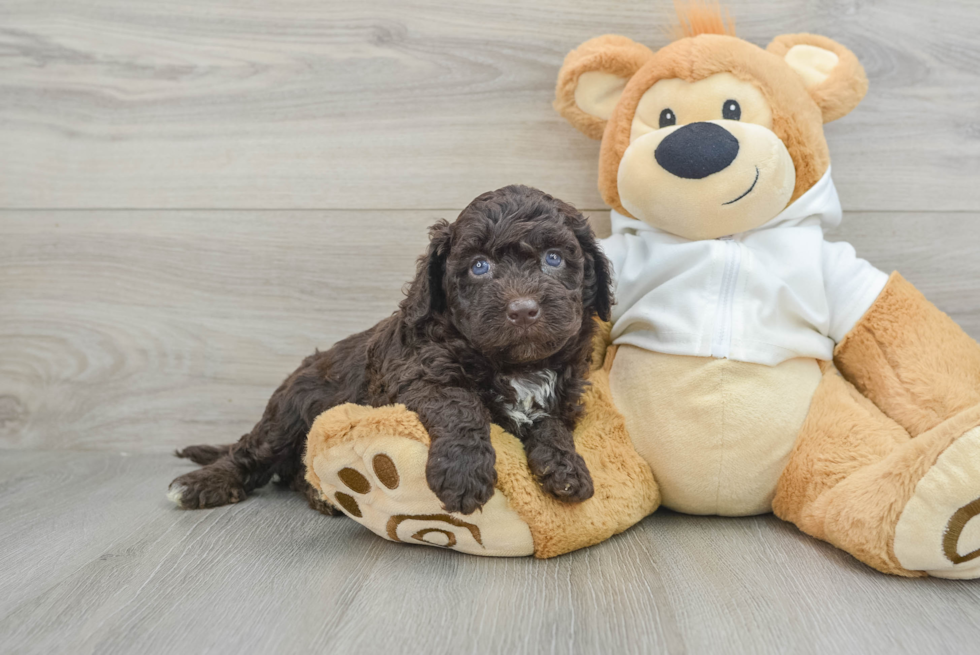 Mini Labradoodle Puppy for Adoption