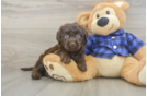 Mini Labradoodle Puppy for Adoption