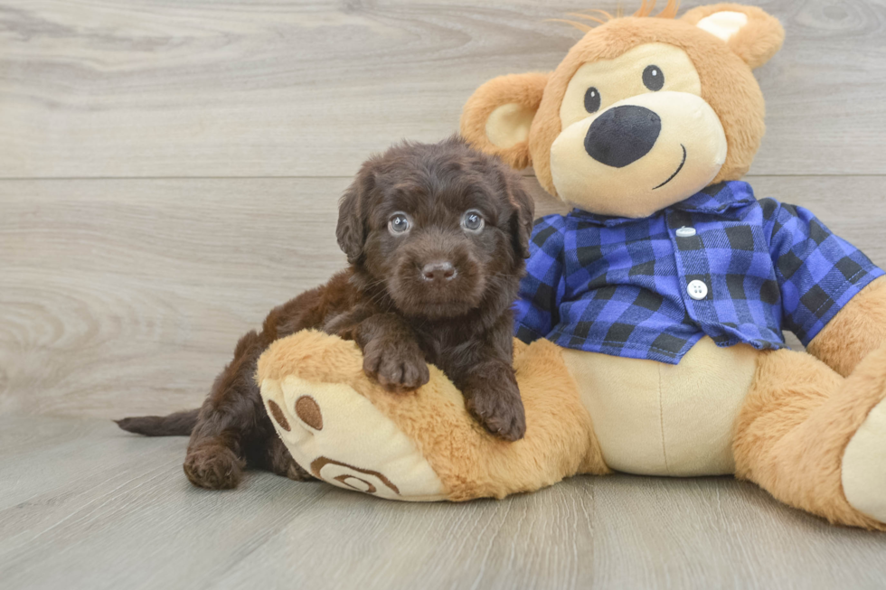 Mini Labradoodle Puppy for Adoption