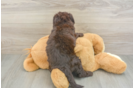 Playful Labrapoo Poodle Mix Puppy