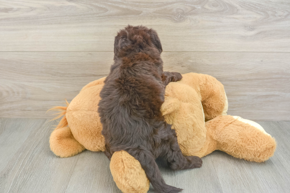 Playful Labrapoo Poodle Mix Puppy