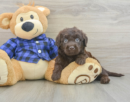 5 week old Mini Labradoodle Puppy For Sale - Premier Pups