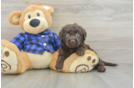 Playful Labrapoo Poodle Mix Puppy