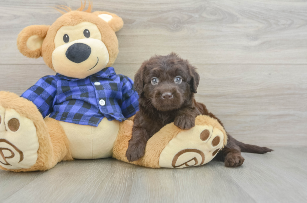5 week old Mini Labradoodle Puppy For Sale - Premier Pups