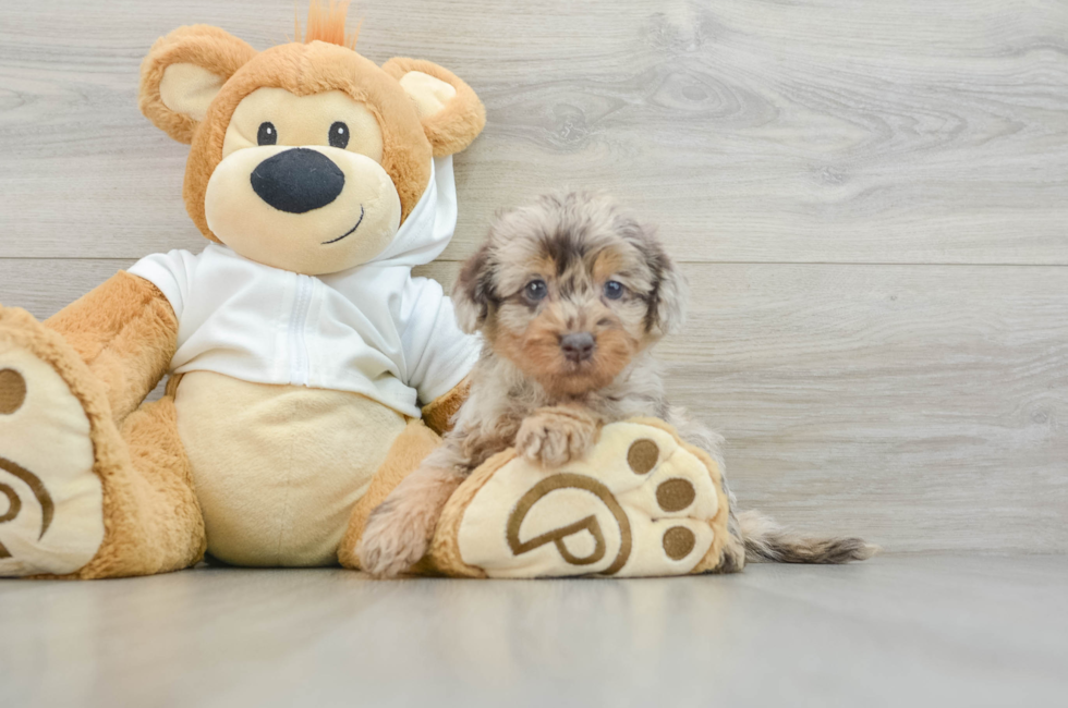 6 week old Mini Labradoodle Puppy For Sale - Premier Pups