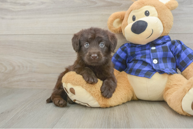 Funny Mini Labradoodle Poodle Mix Pup