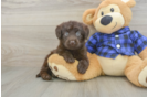 Funny Mini Labradoodle Poodle Mix Pup