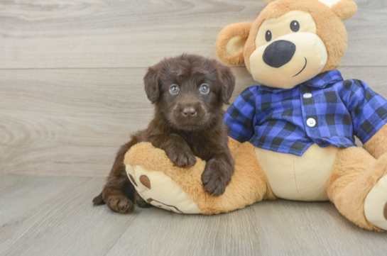 Funny Mini Labradoodle Poodle Mix Pup