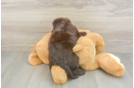 Mini Labradoodle Puppy for Adoption