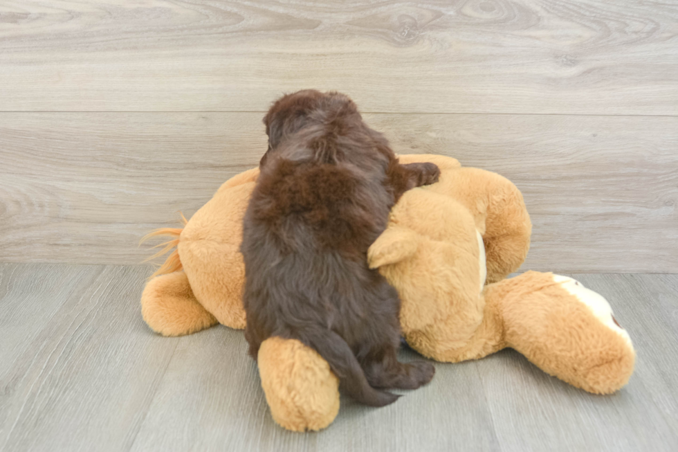 Mini Labradoodle Puppy for Adoption
