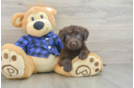 Mini Labradoodle Pup Being Cute