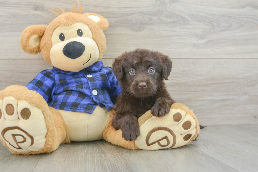 Mini Labradoodle Pup Being Cute