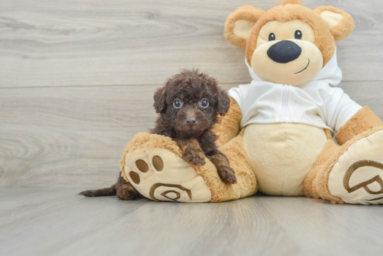 Fluffy Mini Labradoodle Poodle Mix Pup