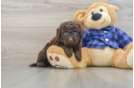 Little Labrapoo Poodle Mix Puppy