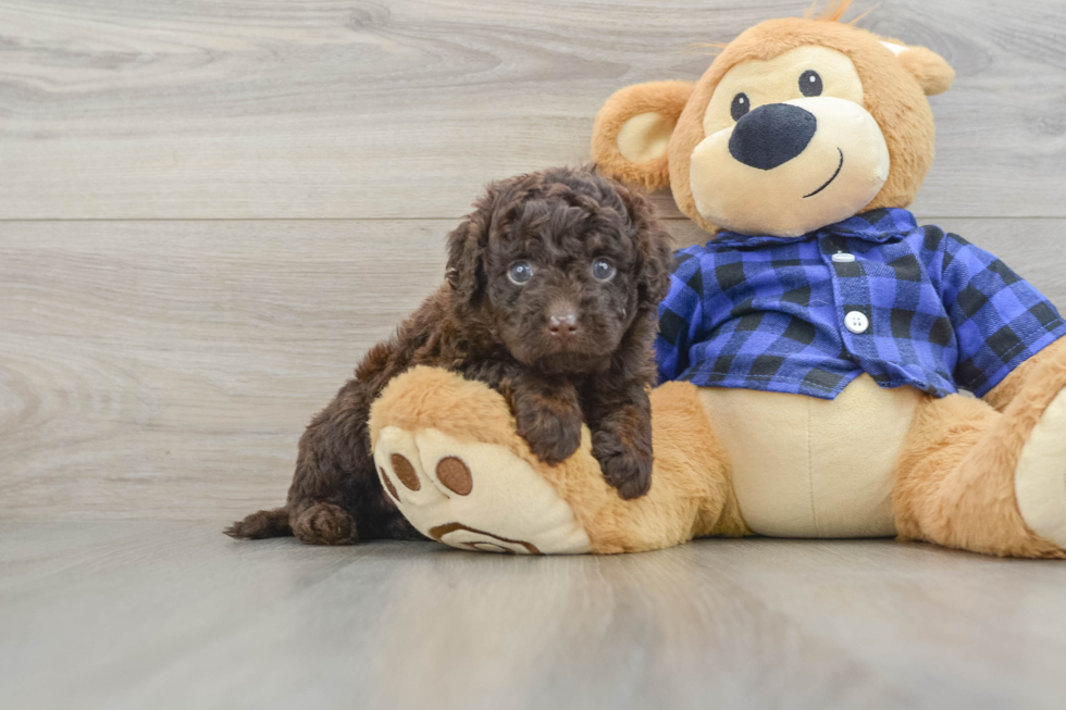 Little Labrapoo Poodle Mix Puppy