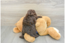 Mini Labradoodle Pup Being Cute