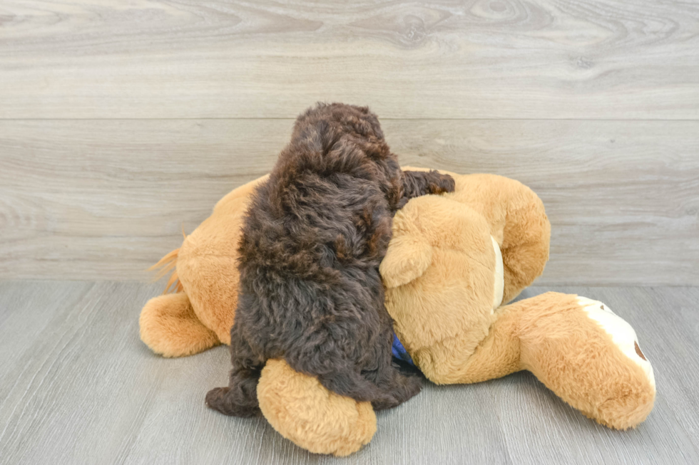 Mini Labradoodle Pup Being Cute